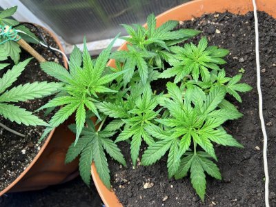 2AA38BCE-593C-4F30-997E-627B386A54FE.jpeg 2AA38BCE-593C-4F30-997E-627B386A54FE.jpeg