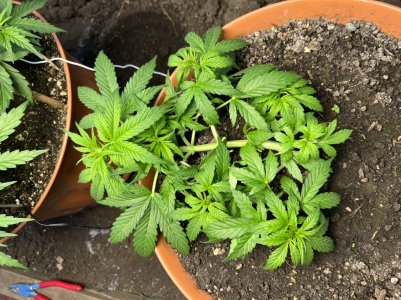 7D6A0A67-D714-4D04-8A9D-3FCA53892C16.jpeg 7D6A0A67-D714-4D04-8A9D-3FCA53892C16.jpeg