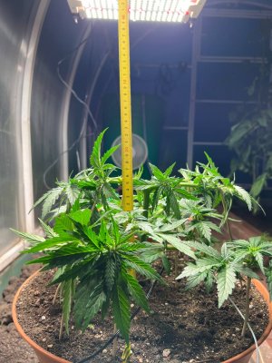 62EE1CF4-91E9-4E30-8501-2124040E72B3.jpeg 62EE1CF4-91E9-4E30-8501-2124040E72B3.jpeg