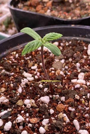 0706371B-5B4E-493E-9143-85F99C6C4788.jpeg 0706371B-5B4E-493E-9143-85F99C6C4788.jpeg