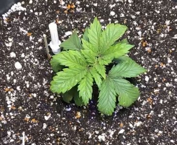 2C8C9BBF-52E4-46EE-8422-8E8FC795643D.jpeg 2C8C9BBF-52E4-46EE-8422-8E8FC795643D.jpeg