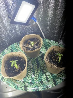 703F9EA6-8267-4696-B3A0-B49C793BFA20.jpeg 703F9EA6-8267-4696-B3A0-B49C793BFA20.jpeg