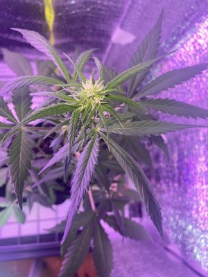 B5FDCA91-71B1-460B-BF23-608F7F02CFB7.jpeg B5FDCA91-71B1-460B-BF23-608F7F02CFB7.jpeg