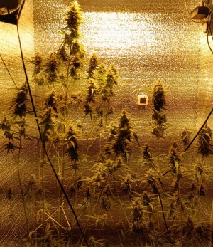 кали справа чуть поменьше (2).jpg