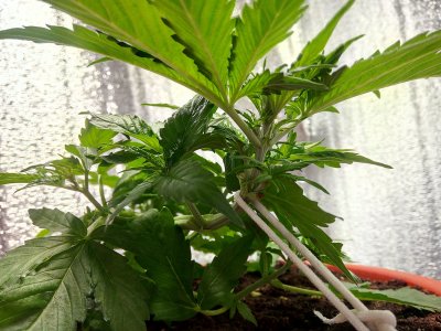 25 день LST3.jpg