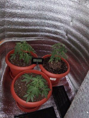 IMG_20210915_220151.jpg