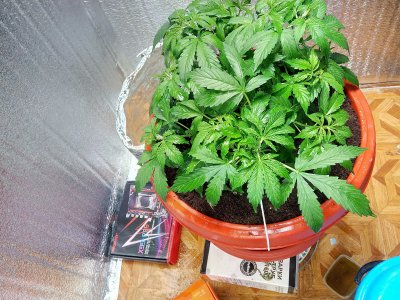 31 день LST2.jpg