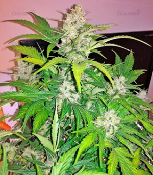 1632077678041.png 1632077678041.png