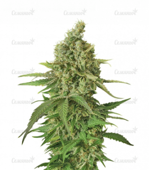 1632920826645.png 1632920826645.png