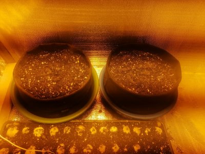 IMG_20230209_165022.jpg IMG_20230209_165022.jpg