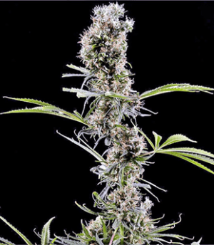 1635164895851.png 1635164895851.png