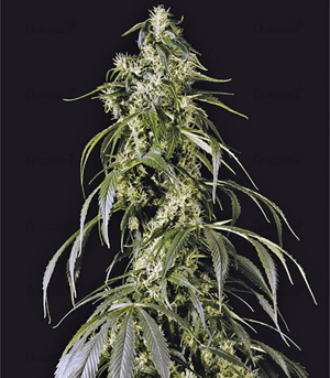 1635575527324.png 1635575527324.png