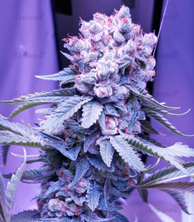 1636394095363.png 1636394095363.png