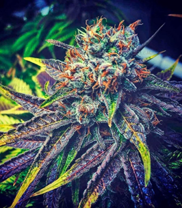 1637863713729.png 1637863713729.png