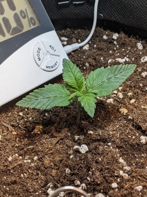 PXL_20230503_235616879.jpg PXL_20230503_235616879.jpg