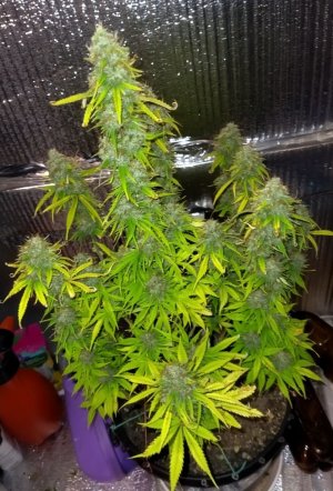 Screenshot_2023-05-04-22-51-09-438_com.miui.gallery-edit.jpg Screenshot_2023-05-04-22-51-09-438_com.miui.gallery-edit.jpg