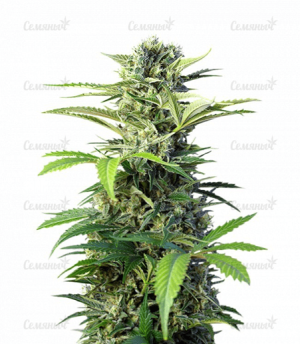 1639824162187.png 1639824162187.png