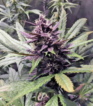 1639992895077.png 1639992895077.png