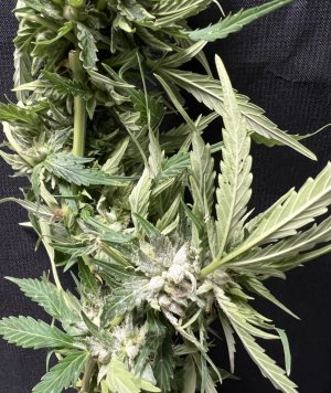 BC37F421-215A-496F-B8DC-B277DDB4B9D4.jpeg BC37F421-215A-496F-B8DC-B277DDB4B9D4.jpeg