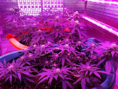 super-lemon-haze-fem-Semyanich__j1n9WubVQaAft4T2.jpg