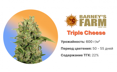 Triple Cheese Triple Cheese