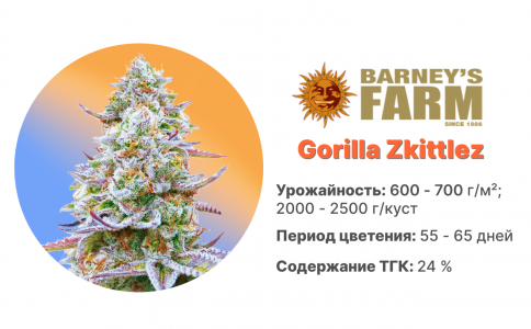 Gorilla Zkittlez Gorilla Zkittlez