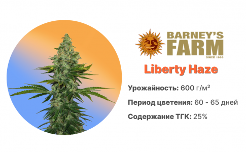 Liberty Haze