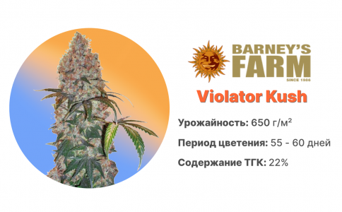 Violator Kush Violator Kush