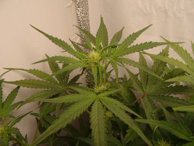 Image00045.jpg Image00045.jpg