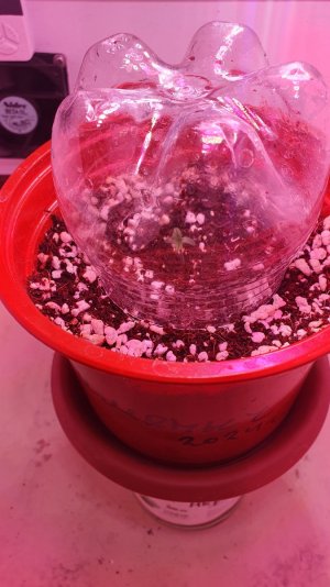 1706654796931938546600133614241.jpg 1706654796931938546600133614241.jpg