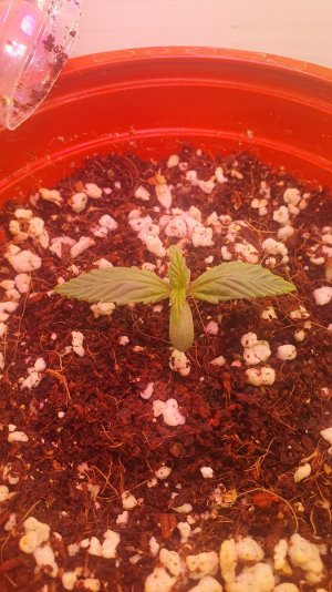 20240202_233551.jpg 20240202_233551.jpg