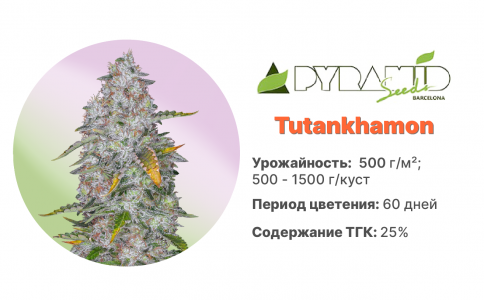 Tutankhamon Tutankhamon