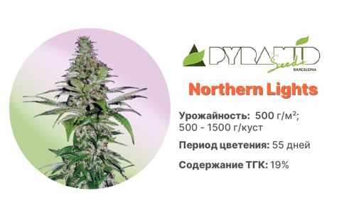 Northern Lights Northern Lights