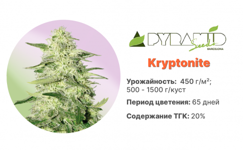 Kryptonite Kryptonite