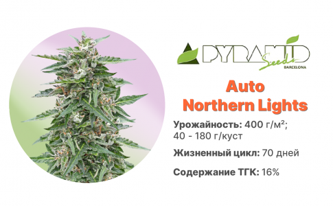 Auto Northern Lights Auto Northern Lights