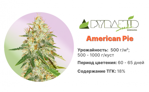 American Pie American Pie