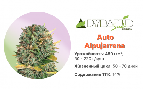 Auto Alpujarrena Auto Alpujarrena