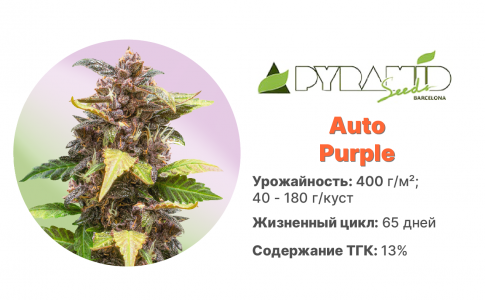 Auto Purple Auto Purple