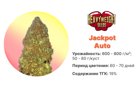 Jackpot Auto Jackpot Auto