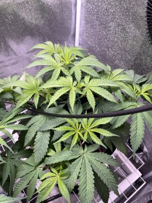 IMG_0823.jpeg