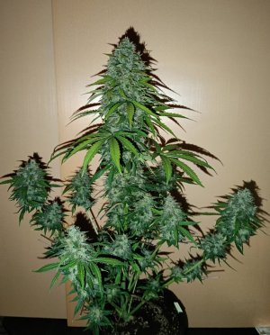 11640E2D-1F63-46CE-A23D-A5554D96B8B7.jpeg 11640E2D-1F63-46CE-A23D-A5554D96B8B7.jpeg