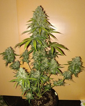 E4C60754-689F-4199-98ED-E1FD94B8DF85.jpeg E4C60754-689F-4199-98ED-E1FD94B8DF85.jpeg