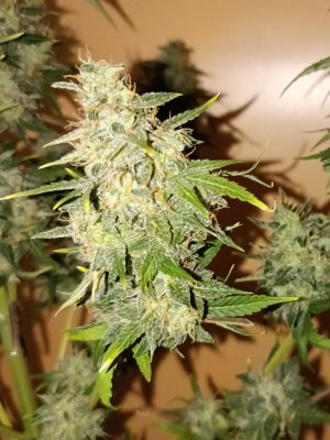 AAB1B374-97DA-4D93-8A61-F2031FF84A3F.jpeg AAB1B374-97DA-4D93-8A61-F2031FF84A3F.jpeg