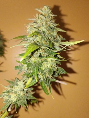 7408D6D0-3976-4797-BD45-74332AE46965.jpeg 7408D6D0-3976-4797-BD45-74332AE46965.jpeg