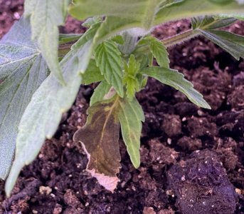 IMG_0897.jpeg