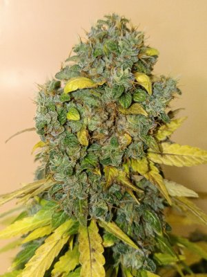 IMG_20240519_091644.jpg IMG_20240519_091644.jpg