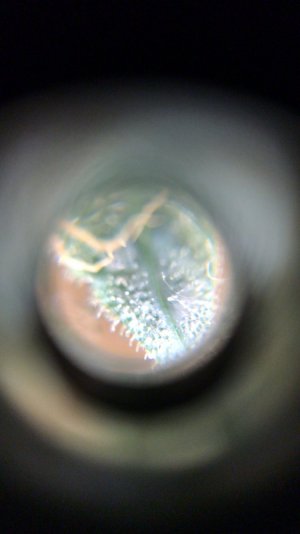 F01A36BF-1D82-4E01-B782-1D2CCAEC2D86.jpeg