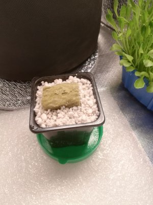 IMG_20220218_205028.JPEG IMG_20220218_205028.JPEG