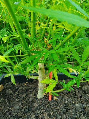 IMG_20240707_194839.jpg IMG_20240707_194839.jpg