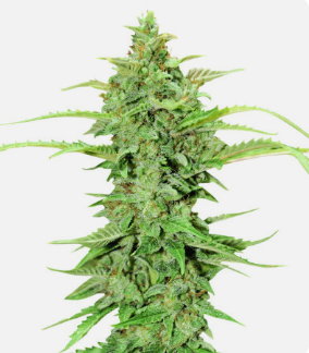 1726226157153.png 1726226157153.png